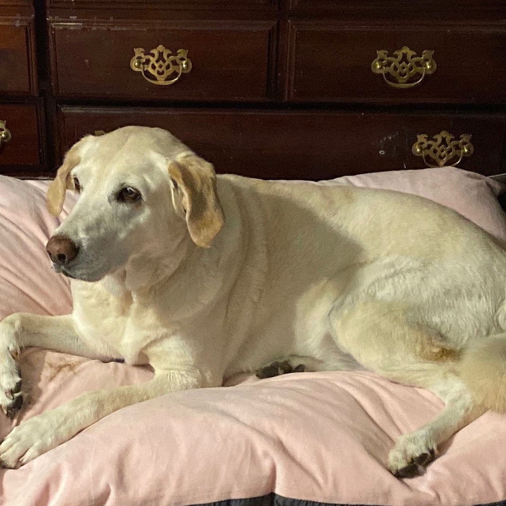 Meet your Posher, Melanie